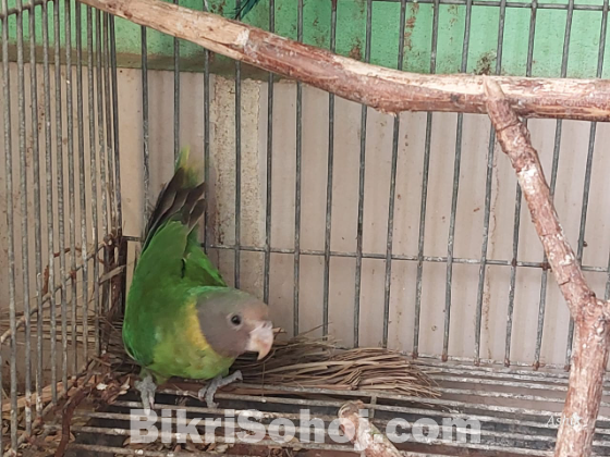 Plum headed Parakeet ( টিয়া পাখি)